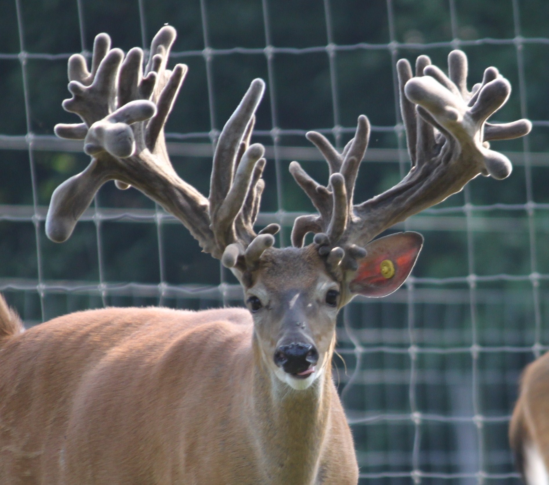 WhiteTail Deer Hunting in Louisiana,Whitetail Deer Hunting in
